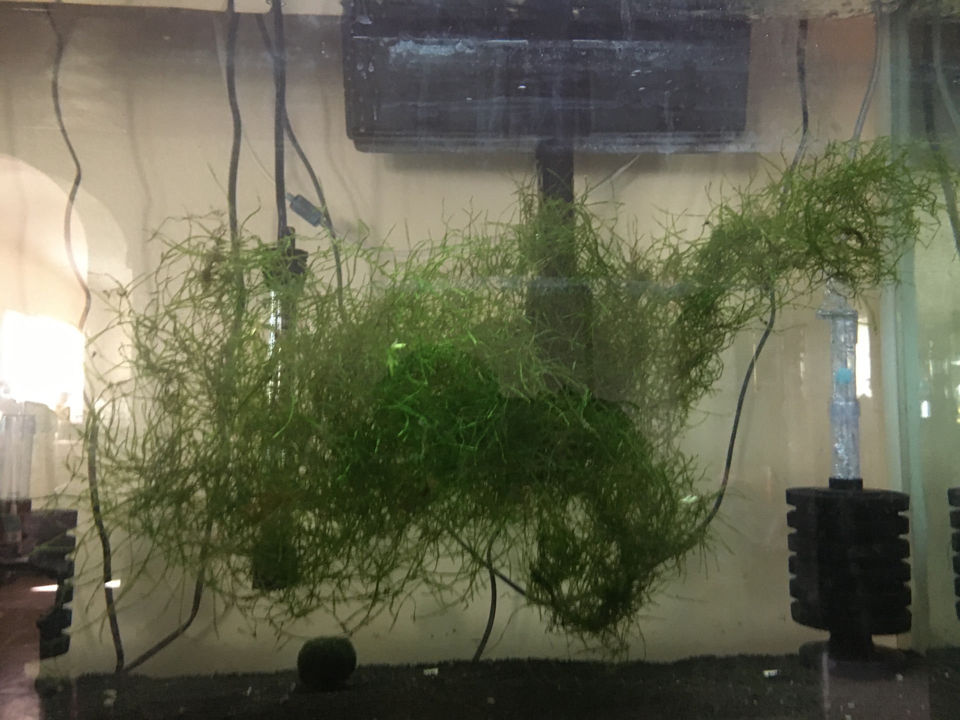 Moss plant for fish tank