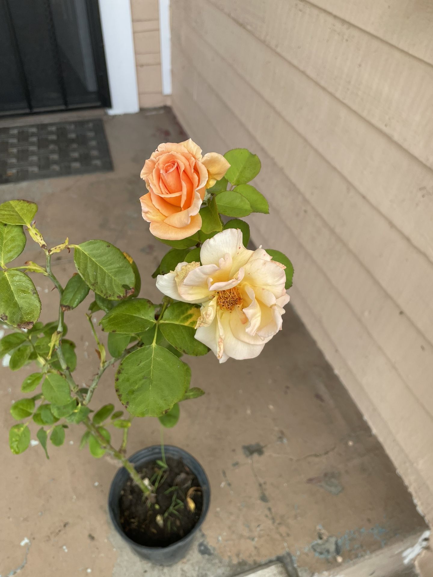 Orange Rose Plant