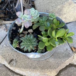 Plants & Succulents