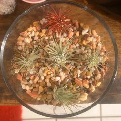 5 Air Plants in Glass Display Bowl