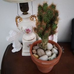 7" Crested Monstrose Peruvian Apple Cactus $35 -Shipped In Pot $7 Or Deltona, FL Pickup 