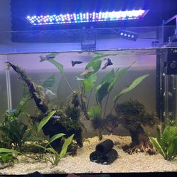 20G Fish Tank