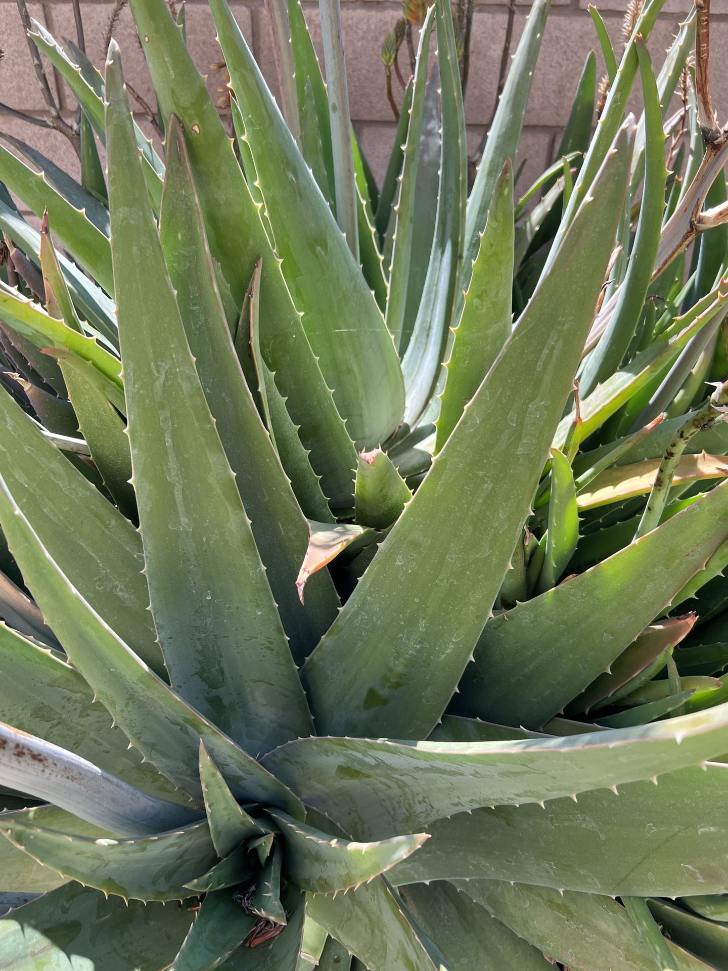Organic Olivera Pulpa