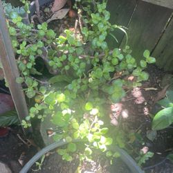 Planta De Jade 