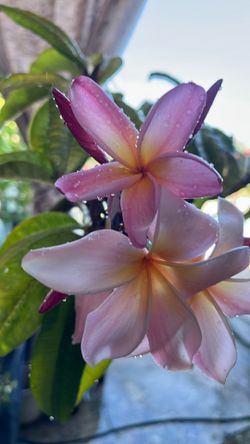 PLUMERIA      FLOR.    GRANDE  
