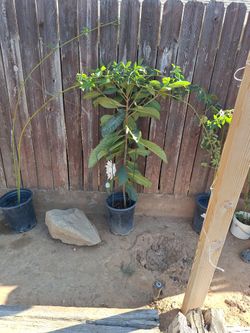 Plants For Sell