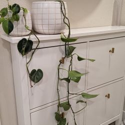 Two Big Pots With Plants Inside