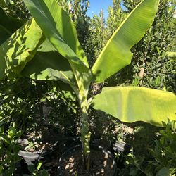 Banana Tree
