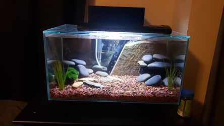 Fluval edge 6 gallon