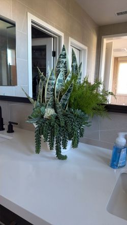 Decor Plant