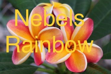 Nebels Rainbow Plumeria - 5 gallon.