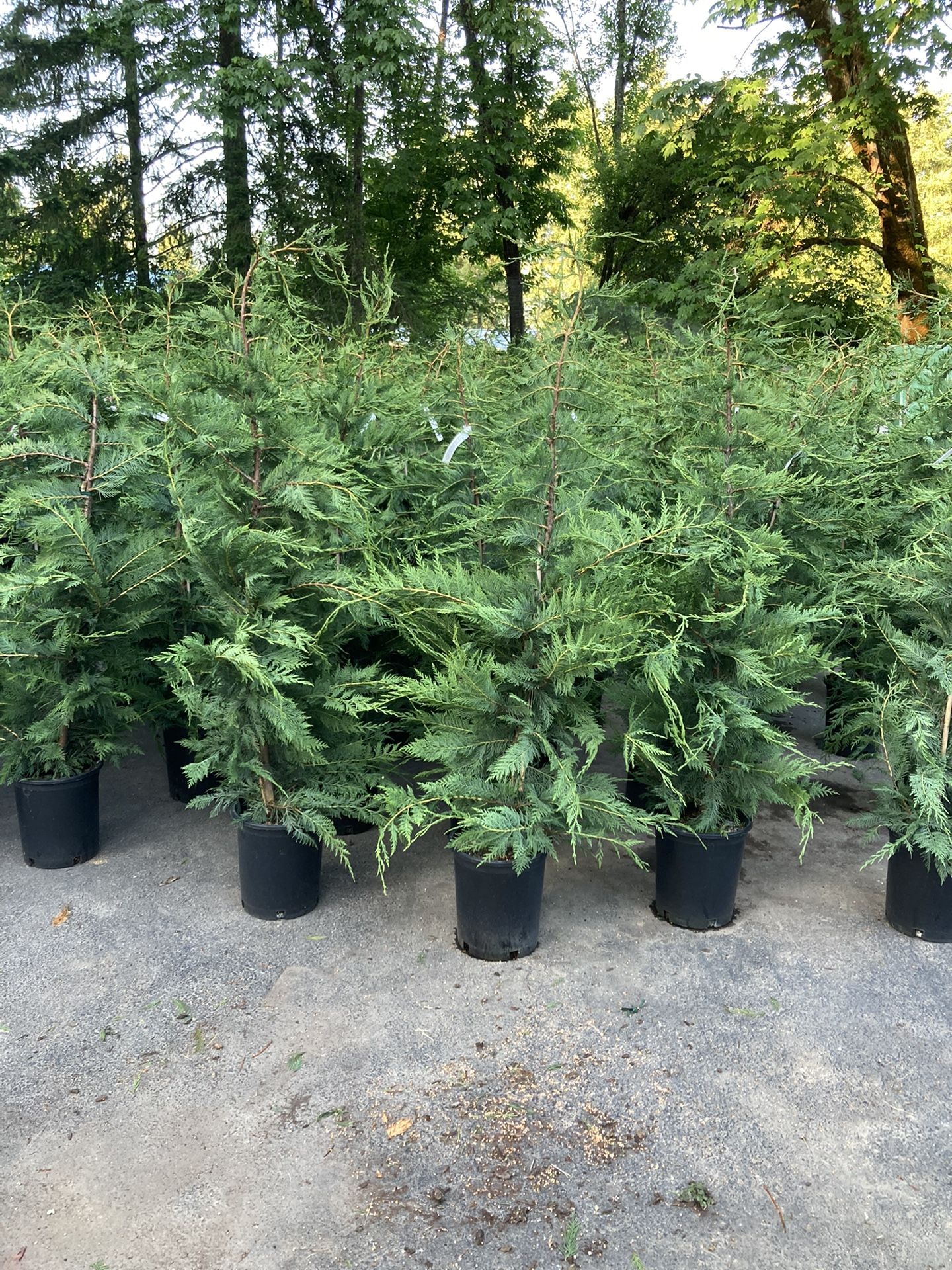 Leyland Cypress Tree 6 Feet Tall