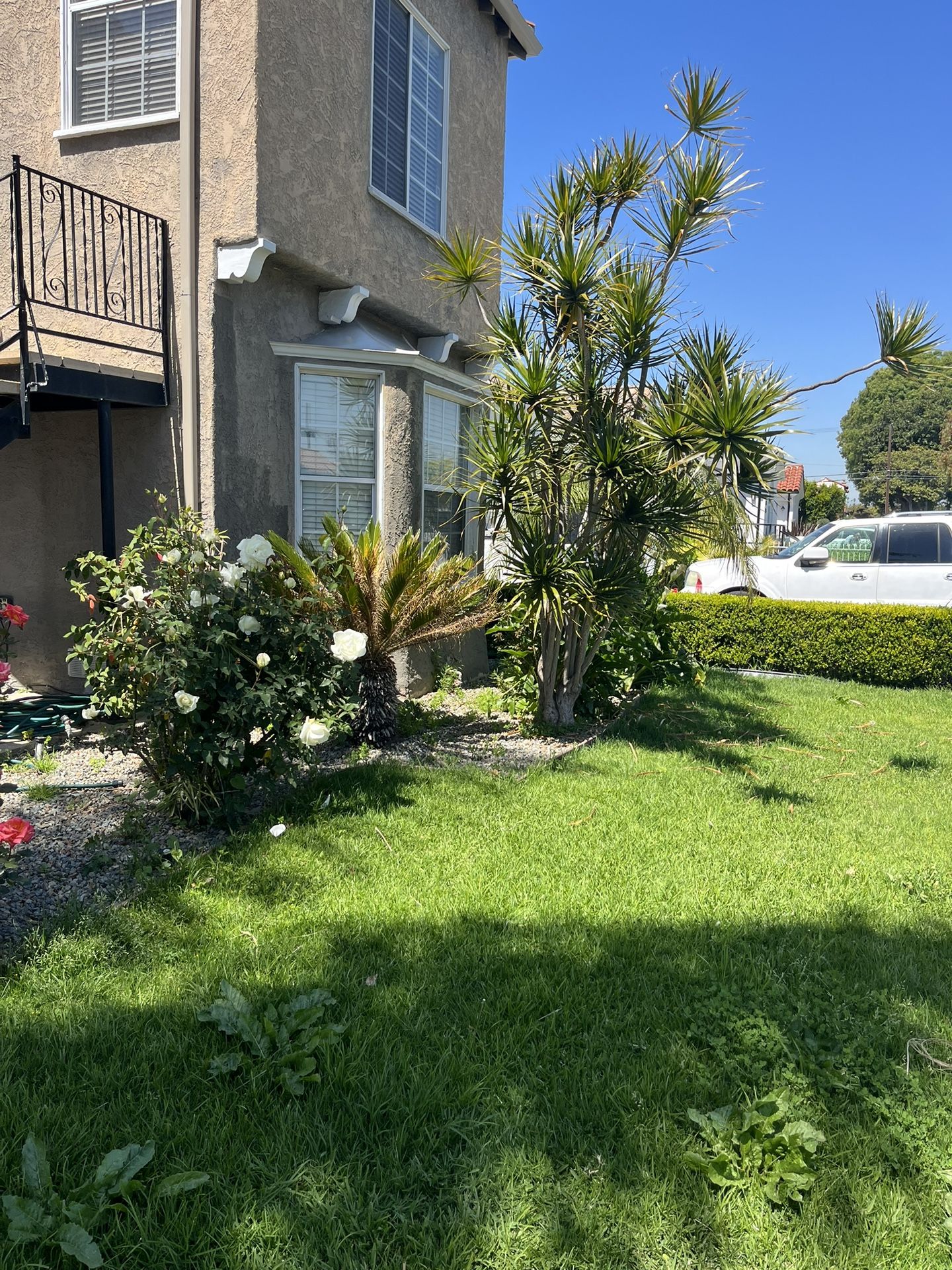 Yard Lawn