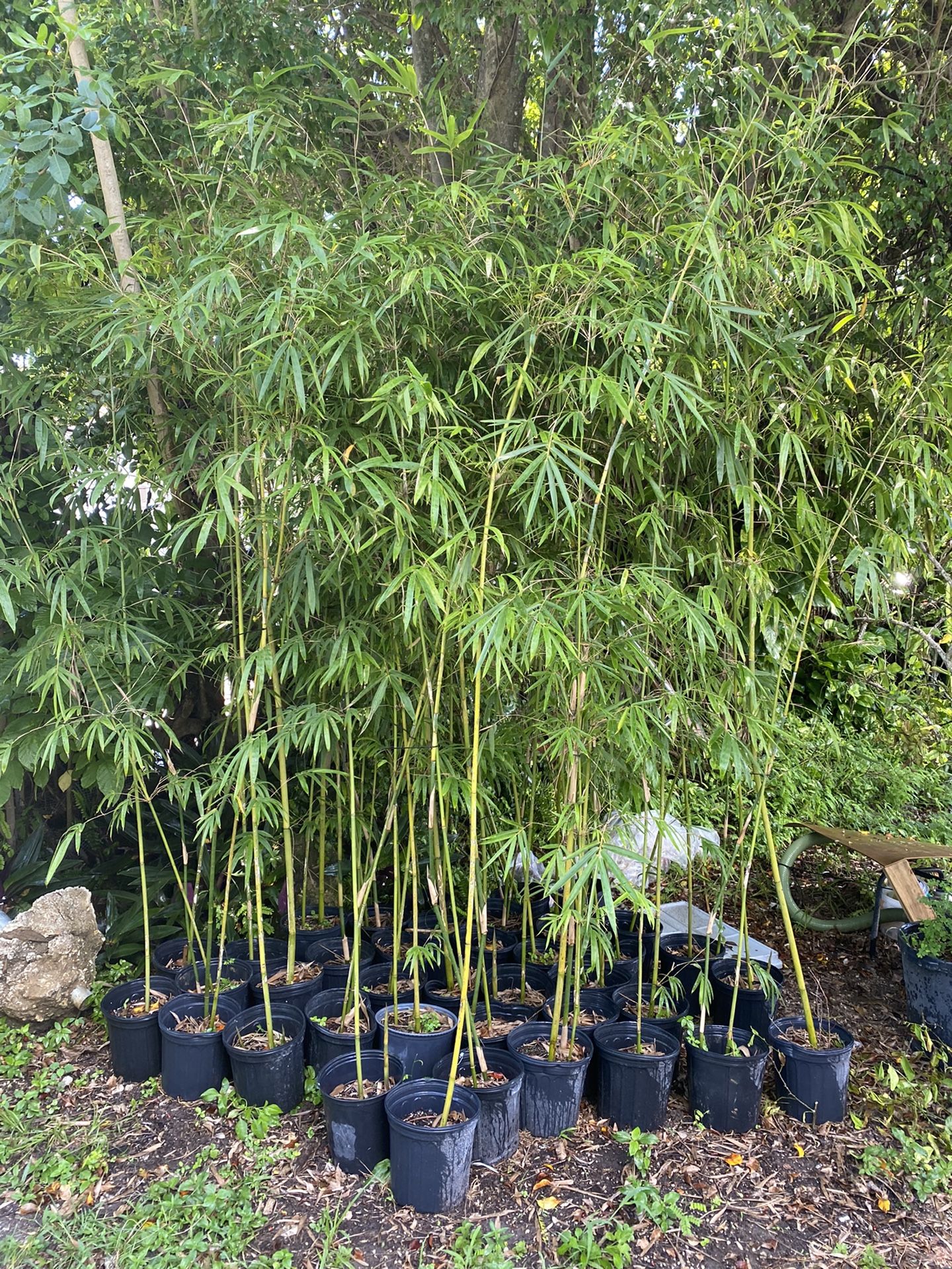 Bamboo plant