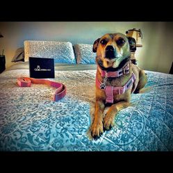 ARING PET Velvet Dog Collar and Leash Set, Soft Dog Collar and Leash, Adjustable Collars for Dogs