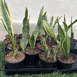 Snake Plant