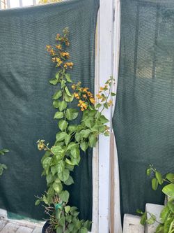Bougainvillea Yellow Flower Vine Plant, Is In 5 Gallóns Pot 5 Feet Tall Pick Up Only