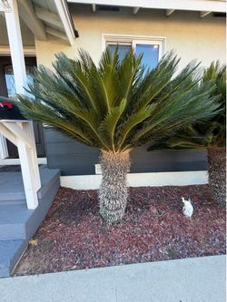 Sago Palms