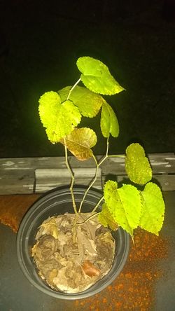mulberry tree (black fruit)