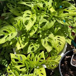 Beautiful Monstera Plant