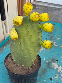 2 plantas disponibles