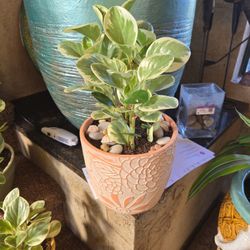 Variegated Pepperomia Plant In New 7in Ceramic Pot 