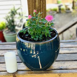 Live outdoor mini rose 🌹 bush plant in a Chelsea ceramic planter pot—firm price