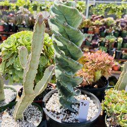 Spiral Cactus Imported Italy On Sale