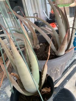 Aloe Vera Plants
