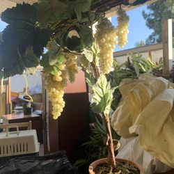 Fake Grape Plant 