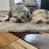 oscar
