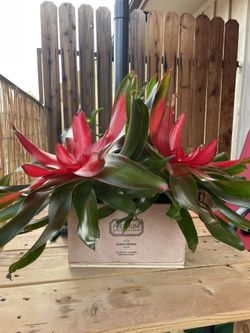 Bromeliad And Pothos Arrangement For Sale