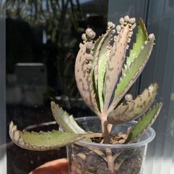 Mother Of Thousands Live Kalanchoe Succulent Rare Plants Bryophyllum Starter