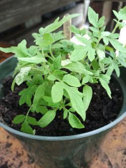Organic beef steak and Roma tomatoes