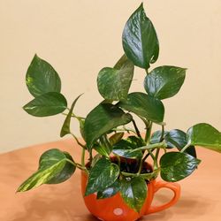 Cup Plants $19 😍❤️