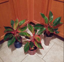 Colorful aglaonema house plants$12 each