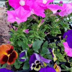 Garden Ready Annuals & Veggie Starts