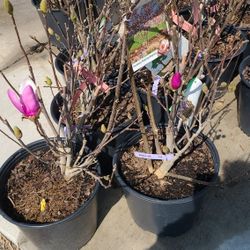 Magnolia Ya Con Flor Rosa Arbol