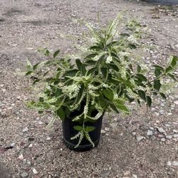 SWEET ALMOND BUTTERFLY BUSH