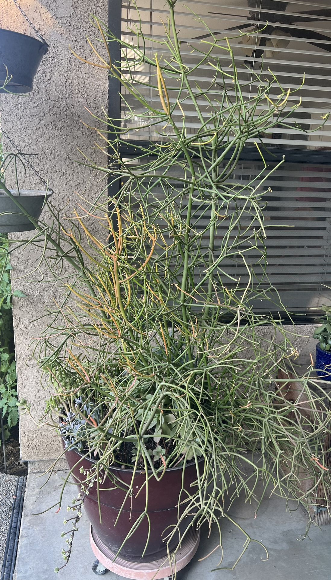 Large Firestick Plant / Succulent Mix in Planter Pot