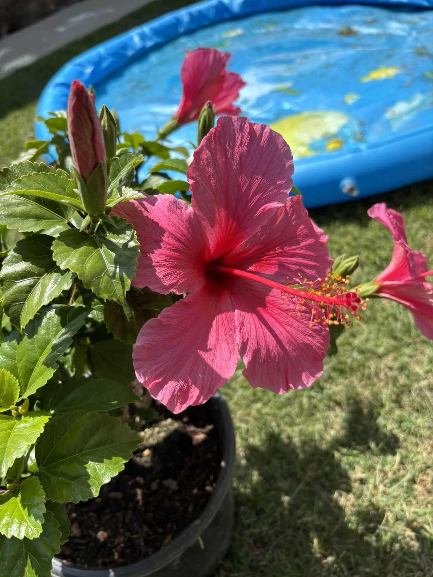 Hibiscus " Lipstick" ; ( Pink Color)