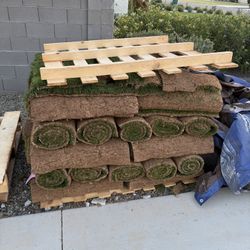 500sqft overseeded midiorn Sod Grass