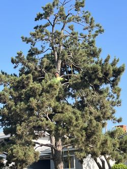 Timming & Pruning
