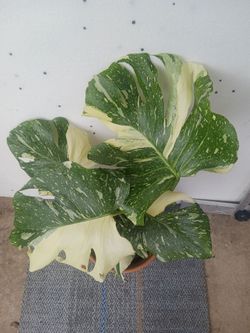 Monstera Albo Constellation,  SEE OTHER OFFERS