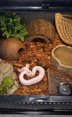 Reptile accessories