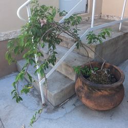 Bougainvillea plant on clay pot