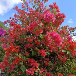 Gorgeous Large Bougainvillea Trellis With Blooming 🩷 Flowers 🌸45gl $450