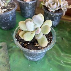 Moonstone Succulent Cutting 