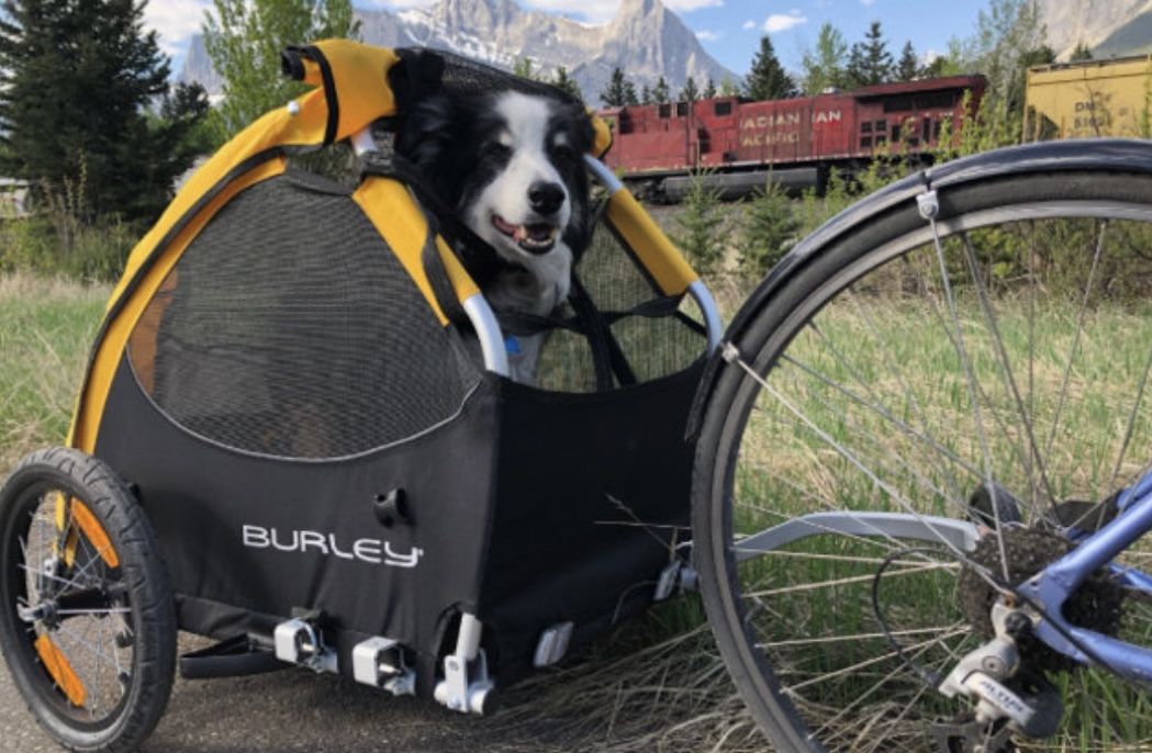 Burley Tail Wagon Pet & Cargo Bike Trailer