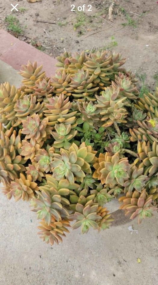 Succulents For Sale